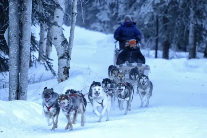 Framed Print : Sled Dog, Chena Hot Springs, Fairbanks, Alaska, USA Framed Print : Sled Dog, Chena Hot Springs, Fairbanks, Alaska, USA