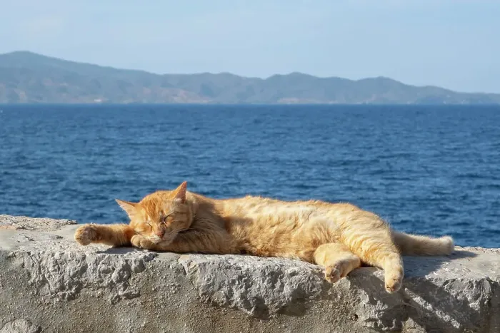 Framed Print : Sleeping cat, Hydra Town, Hydra (Ydra), Saronic Islands, Greece Framed Print : Sleeping cat, Hydra Town, Hydra (Ydra), Saronic Islands, Greece