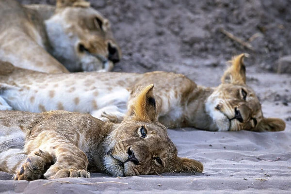 Sleeping Lion pride, Okavango Delta, Botswana