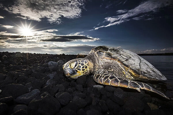Sleeping turtle at sunset, Kiolo Bay, Hawaii, USA