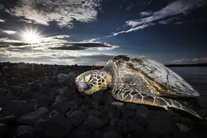 Framed Print : Sleeping turtle at sunset, Kiolo Bay, Hawaii, USA Framed Print : Sleeping turtle at sunset, Kiolo Bay, Hawaii, USA