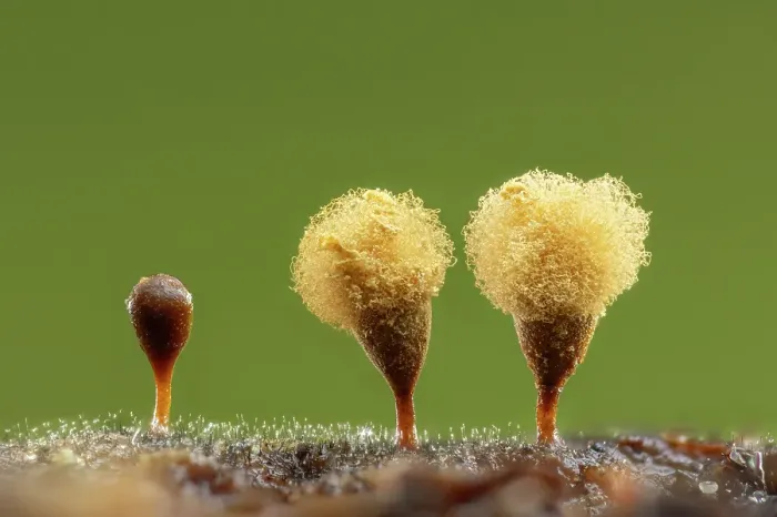 Framed Print : Slime mould sporangia (Hemitrichia calyculata), New Forest National Park, Hampshire, England, UK, November 2022, focus-stacked Framed Print : Slime mould sporangia (Hemitrichia calyculata), New Forest National Park, Hampshire, England, UK, November 2022, focus-stacked
