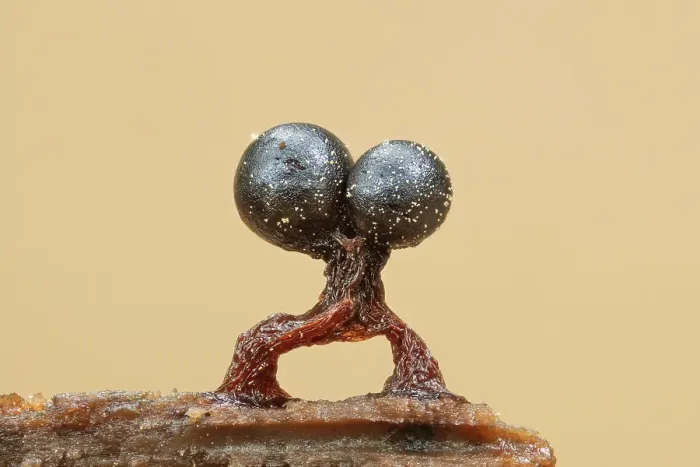 Framed Print : Slime mould sporangia (Metatrichia floriformis), New Forest National Park, Hampshire, England, UK, October 2023, focus-stacked Framed Print : Slime mould sporangia (Metatrichia floriformis), New Forest National Park, Hampshire, England, UK, October 2023, focus-stacked