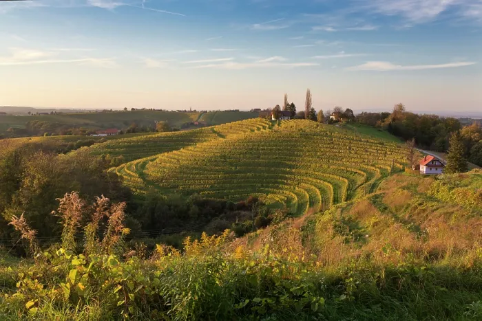 Framed Print : Slovenia; Mura; Prlekija, Jeruzalem Wine Road; vineyards in the autumn Framed Print : Slovenia; Mura; Prlekija, Jeruzalem Wine Road; vineyards in the autumn