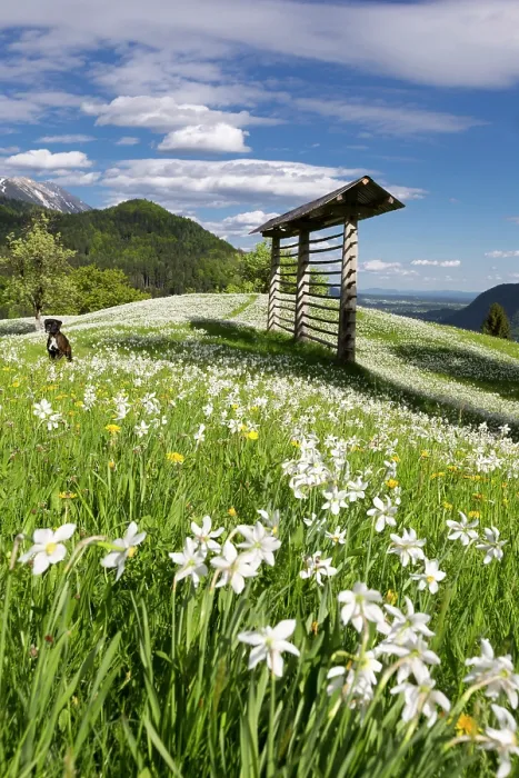 Framed Print : Slovenia, Upper Carniola, a meadow of dwarf daffodils surround a wooden drying rack in the spring Framed Print : Slovenia, Upper Carniola, a meadow of dwarf daffodils surround a wooden drying rack in the spring