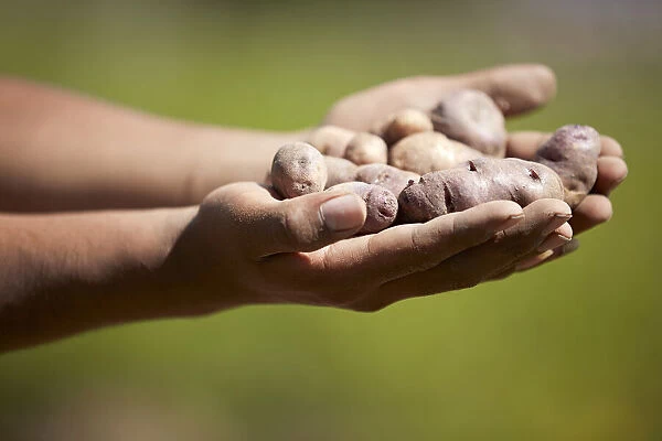 Small Andean potatoes in the hand of a local farmer. Cianzo Valley, Humahuaca, Argentina