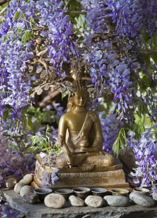 Framed Print : A small Buddha shrine surrounded by wisteria in the Hotel Gangtey Palace, which is a superb hotel with wonderful views. The 100-year-old building, once a kings palace, has been imaginatively modernised Framed Print : A small Buddha shrine surrounded by wisteria in the Hotel Gangtey Palace, which is a superb hotel with wonderful views. The 100-year-old building, once a kings palace, has been imaginatively modernised