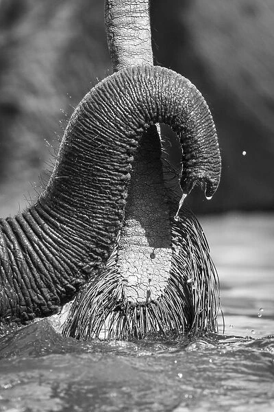 Small Elephant trunk, Chobe River, Chobe National Park, Botswana