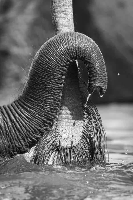 Framed Print : Small Elephant trunk, Chobe River, Chobe National Park, Botswana Framed Print : Small Elephant trunk, Chobe River, Chobe National Park, Botswana