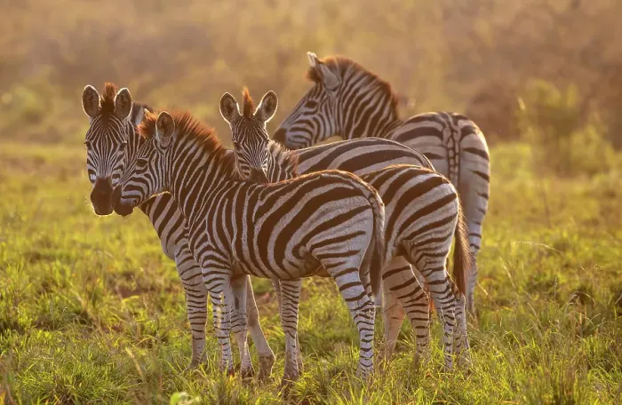 Framed Print : Small group of zebra, Zimanga Private Game Reserve, Natal, South Africa Framed Print : Small group of zebra, Zimanga Private Game Reserve, Natal, South Africa