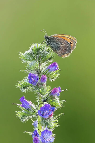 Small Heath Butterfly (Coenonympha pamphilus) roosting on Viper's Bugloss (Echium vulgare), Rhodope Mountains, Bulgaria