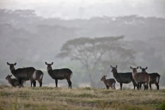Framed Print : A small herd of Defassa waterbuck stand in the open during a rainstorm Framed Print : A small herd of Defassa waterbuck stand in the open during a rainstorm
