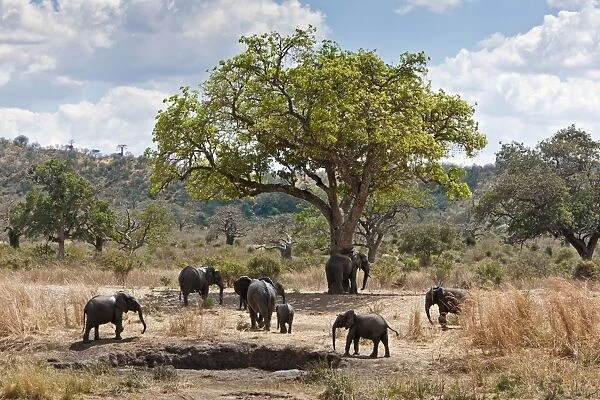 A small herd of elephants leaves a mud wallow in Ruaha National Park