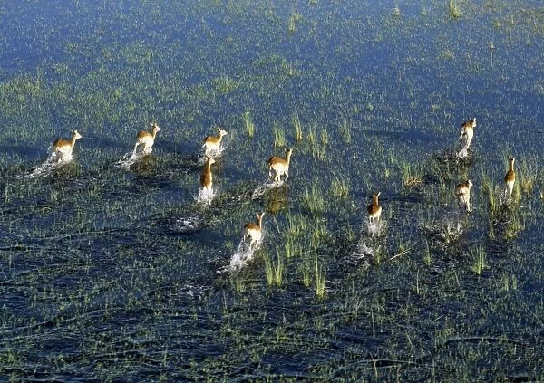 A small herd of Red Lechwe rushes across a shallow