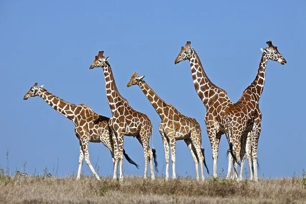 A small herd of Reticulated giraffes