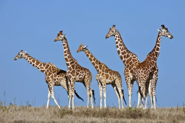 Framed Print : A small herd of Reticulated giraffes Framed Print : A small herd of Reticulated giraffes