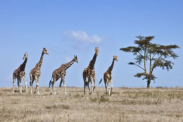 A small herd of Reticulated giraffes crosses an open plain