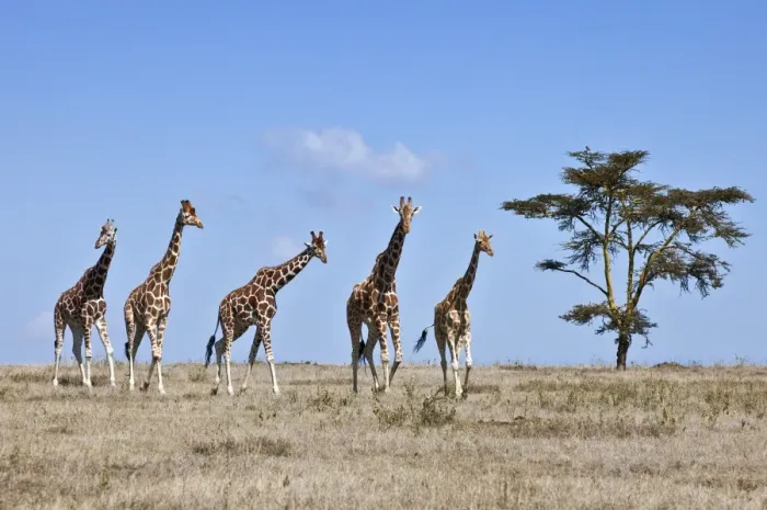Framed Print : A small herd of Reticulated giraffes crosses an open plain Framed Print : A small herd of Reticulated giraffes crosses an open plain