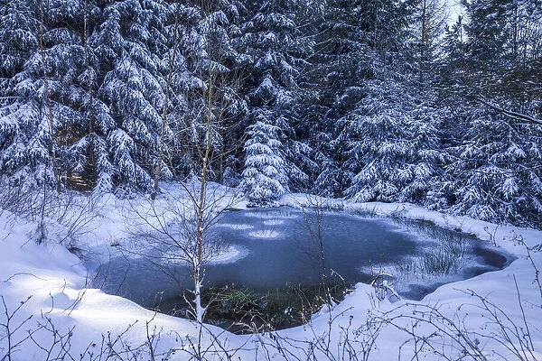 Small icy pond in the Rheingau-Taunus Nature Park near Engenhahn, Niedernhausen, Hesse