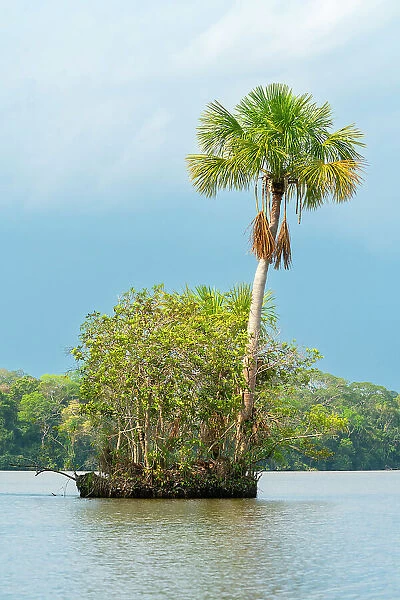 Small island with Aguaje palm on Lake Sandoval, Tambopata National Reserve, Puerto Maldonado, Madre de Dios, Peru