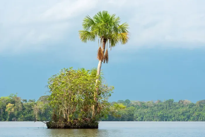 Framed Print : Small island with Aguaje palm on Lake Sandoval, Tambopata National Reserve, Puerto Maldonado, Madre de Dios, Peru Framed Print : Small island with Aguaje palm on Lake Sandoval, Tambopata National Reserve, Puerto Maldonado, Madre de Dios, Peru
