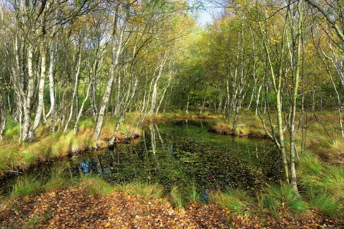 Framed Print : Small lake in forest near Vogelkoje in autumn, Nebel, UNESCO, Amrum island, Nordfriesland, Schleswig-Holstein, Germany Framed Print : Small lake in forest near Vogelkoje in autumn, Nebel, UNESCO, Amrum island, Nordfriesland, Schleswig-Holstein, Germany