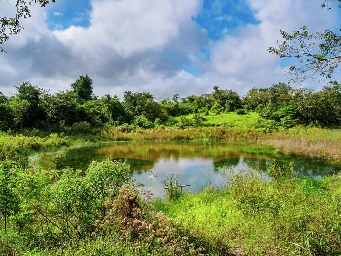 Framed Print : Small lake on the way from Eugenio Echeverria Castellot to Hormiguero Archaeological Site, Campeche State, Mexico Framed Print : Small lake on the way from Eugenio Echeverria Castellot to Hormiguero Archaeological Site, Campeche State, Mexico
