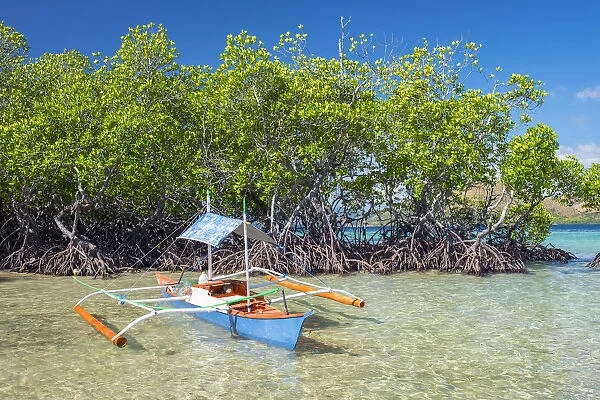 Small outrigger boat and mangrove trees (Rhizophora mangle) on CYC Island, Coron, Palawan