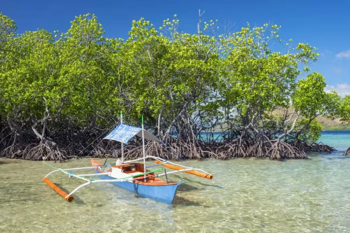 Framed Print : Small outrigger boat and mangrove trees (Rhizophora mangle) on CYC Island, Coron, Palawan