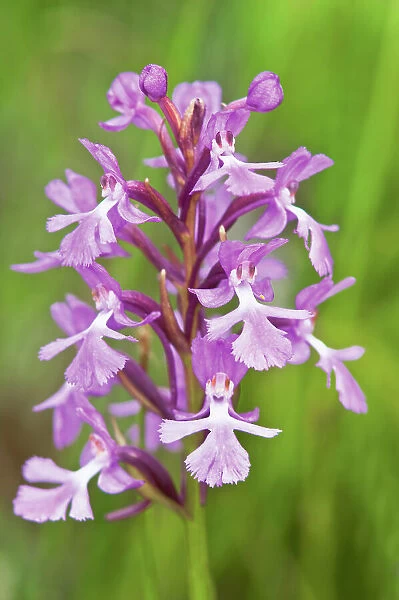 Small purple fringed orchid, Platanthera psycodes; Bruce Peninsula National Park Bruce Peninsula National Park, Ontario, Canada
