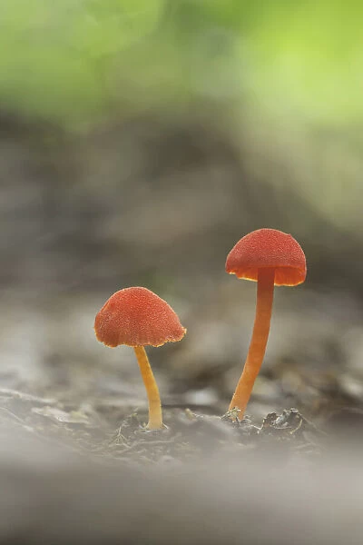 Two small red fungi (Hygrocybe sp. ), Cloud Forest, Alajuela Province, Costa Rica