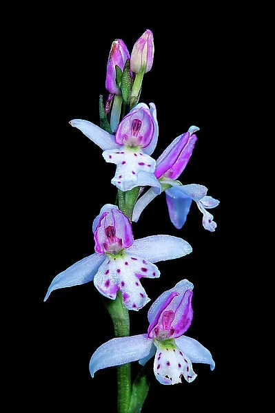 Small round-leaved orchid (Amerorchis rotundifolia) Sandilands Provincial Forest, Manitoba, Canada