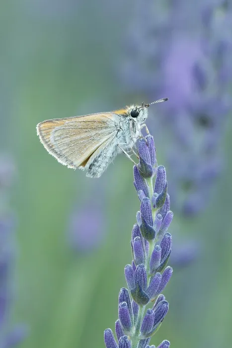 Framed Print : Small Skipper (Thymelicus sylvestris) on lavender, near Sault, Provence, France, July 2023 Framed Print : Small Skipper (Thymelicus sylvestris) on lavender, near Sault, Provence, France, July 2023