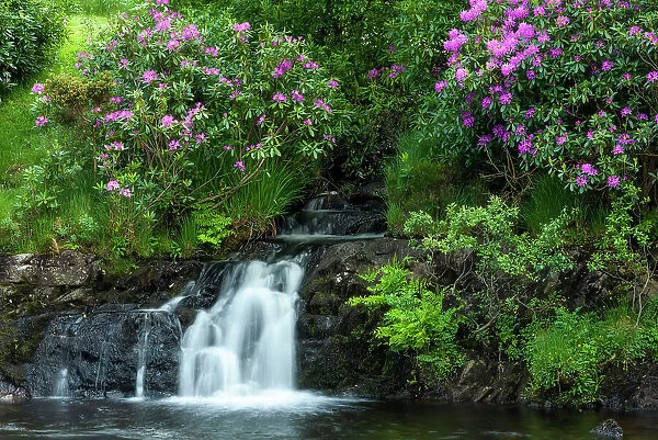Small waterfall at Erriff River with wild rhododendron shrubs, Connemara Loop, Connemara, Co Galway, Republic of Ireland, Europe