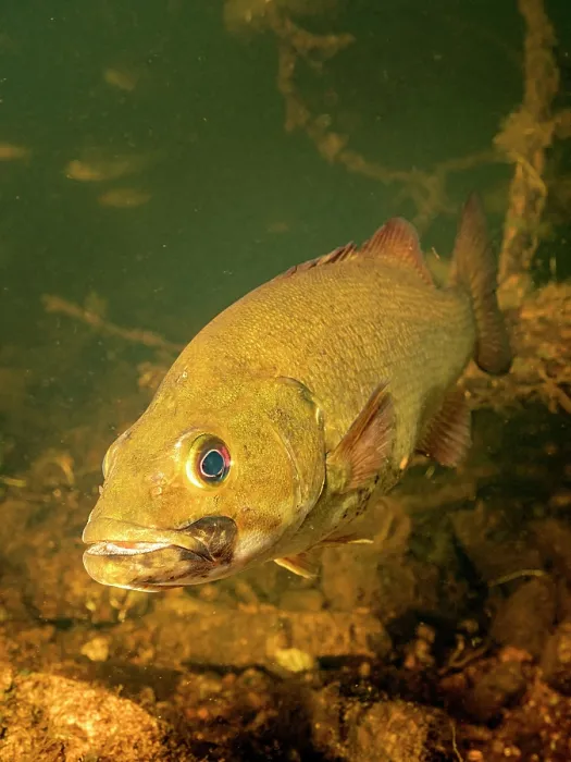 Framed Print : Smallmouth Bass (Micropterus dolomieu) with blotchy bass syndrome in Eels Creek, Harcourt, Ontario, Canada