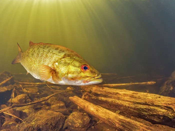 Framed Print : Smallmouth Bass (Micropterus dolomieu) in Eels Creek, Harcourt, Ontario, Canada