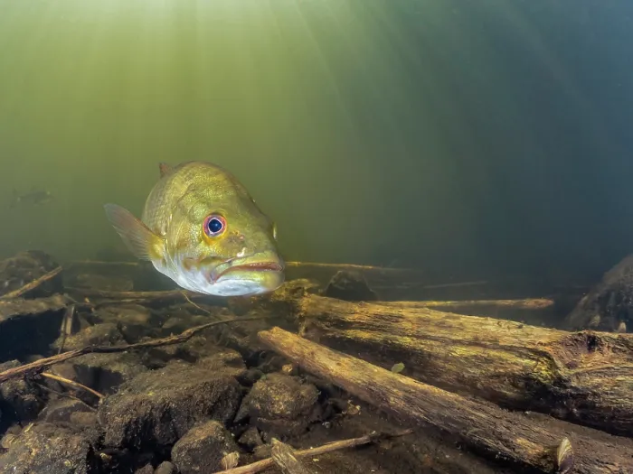 Framed Print : Smallmouth Bass (Micropterus dolomieu) in Eels Creek, Harcourt, Ontario, Canada
