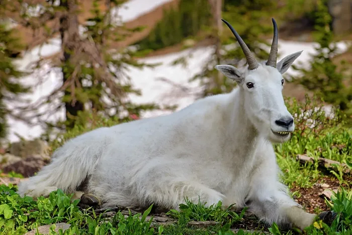Framed Print : Smiling mountain goat, Logan Pass, Glacier National Park, Montana, USA Framed Print : Smiling mountain goat, Logan Pass, Glacier National Park, Montana, USA