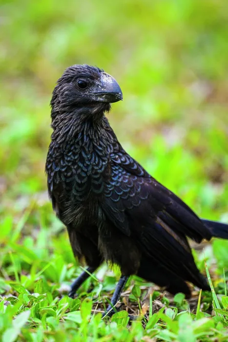 Framed Print : Smooth-billed ani (Crotophaga ani), George Town, Grand Cayman- George Town, Cayman Islands Framed Print : Smooth-billed ani (Crotophaga ani), George Town, Grand Cayman- George Town, Cayman Islands