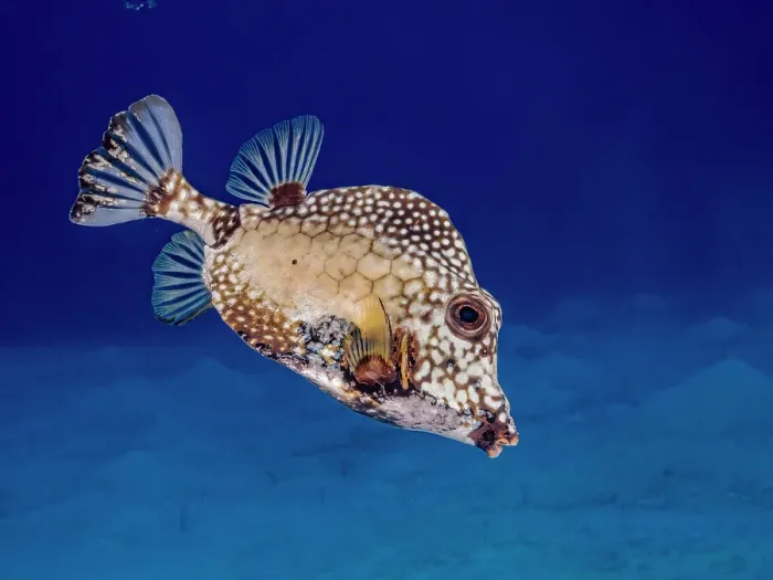 Framed Print : Smooth Trunkfish (Lactophrys triqueter), Grand Cayman, Cayman Islands, British West Indies Framed Print : Smooth Trunkfish (Lactophrys triqueter), Grand Cayman, Cayman Islands, British West Indies
