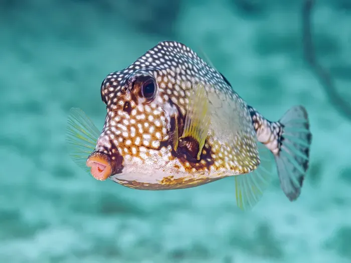 Framed Print : Smooth Trunkfish (Lactophrys triqueter), Grand Cayman, Cayman Islands, British West Indies Framed Print : Smooth Trunkfish (Lactophrys triqueter), Grand Cayman, Cayman Islands, British West Indies