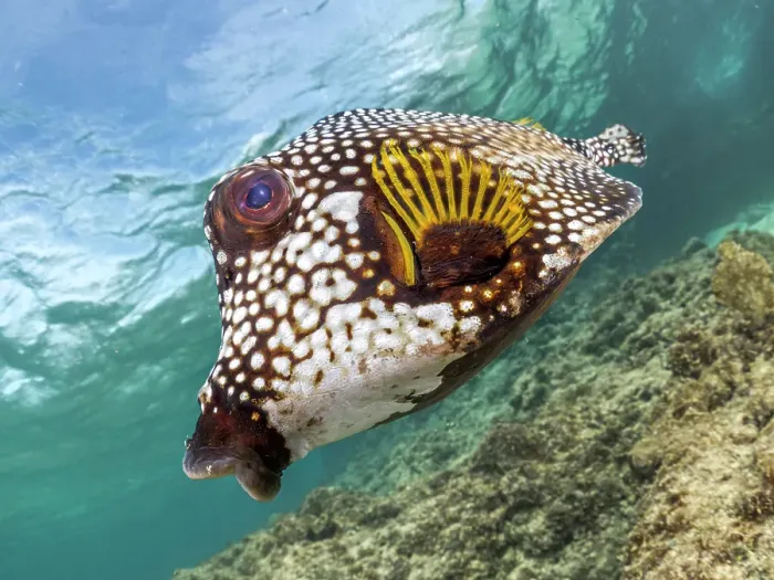Framed Print : Smooth Trunkfish (Lactophrys triqueter), Grand Cayman, Cayman Islands, British West Indies Framed Print : Smooth Trunkfish (Lactophrys triqueter), Grand Cayman, Cayman Islands, British West Indies