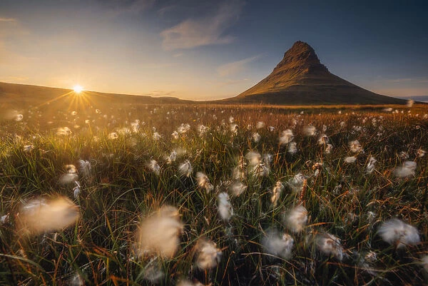 Snaefellsjokull Volcano, Iceland with bog cotton in the foreground Iceland