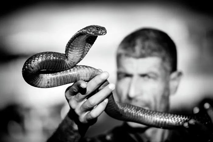 Framed Print : Snake charmer holding his cobra, Djemma el Fna, Marrakech, Morocco Framed Print : Snake charmer holding his cobra, Djemma el Fna, Marrakech, Morocco