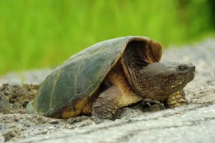 Framed Print : Snapping turtle (Chelydra serpentina) Female laying eggs in roadside gravel, Greater Sudbury, Ontario, Canada Framed Print : Snapping turtle (Chelydra serpentina) Female laying eggs in roadside gravel, Greater Sudbury, Ontario, Canada