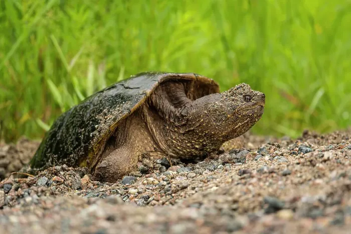 Framed Print : Snapping turtle(Chelydra serpentine) Female laying eggs in roadside gravel, Greater Sudbury, Ontario, Canada Framed Print : Snapping turtle(Chelydra serpentine) Female laying eggs in roadside gravel, Greater Sudbury, Ontario, Canada