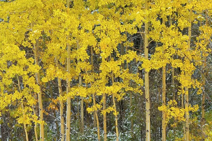 Framed Print : Snow and aspen trees in autumn colors Kananaskis Country, Alberta, Canada Framed Print : Snow and aspen trees in autumn colors Kananaskis Country, Alberta, Canada