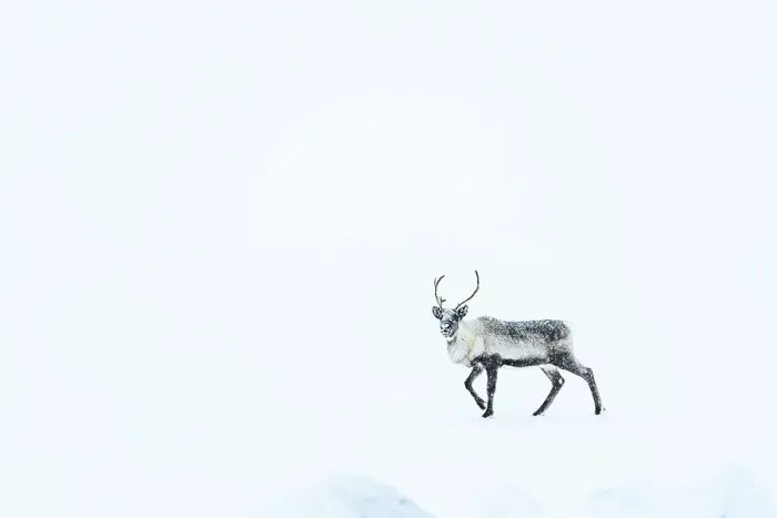 Framed Print : Snow blizzard over a reindeer looking at camera, Stora Sjofallet, Norrbotten County, Lapland, Sweden Framed Print : Snow blizzard over a reindeer looking at camera, Stora Sjofallet, Norrbotten County, Lapland, Sweden