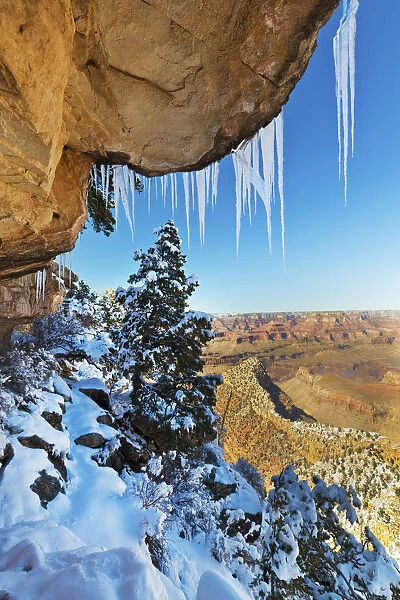 Snow-covered Pine Under the Rim, Grand Canyon National Park, Arizona, USA