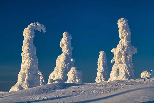 Snow-covered Pine Trees, Riisitunturi National Park, Posio, Lapland, Finland